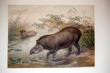 Tapir, 1880